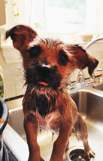 Finley-in-the-Tubbie Wet pupper in a sink after a bath.